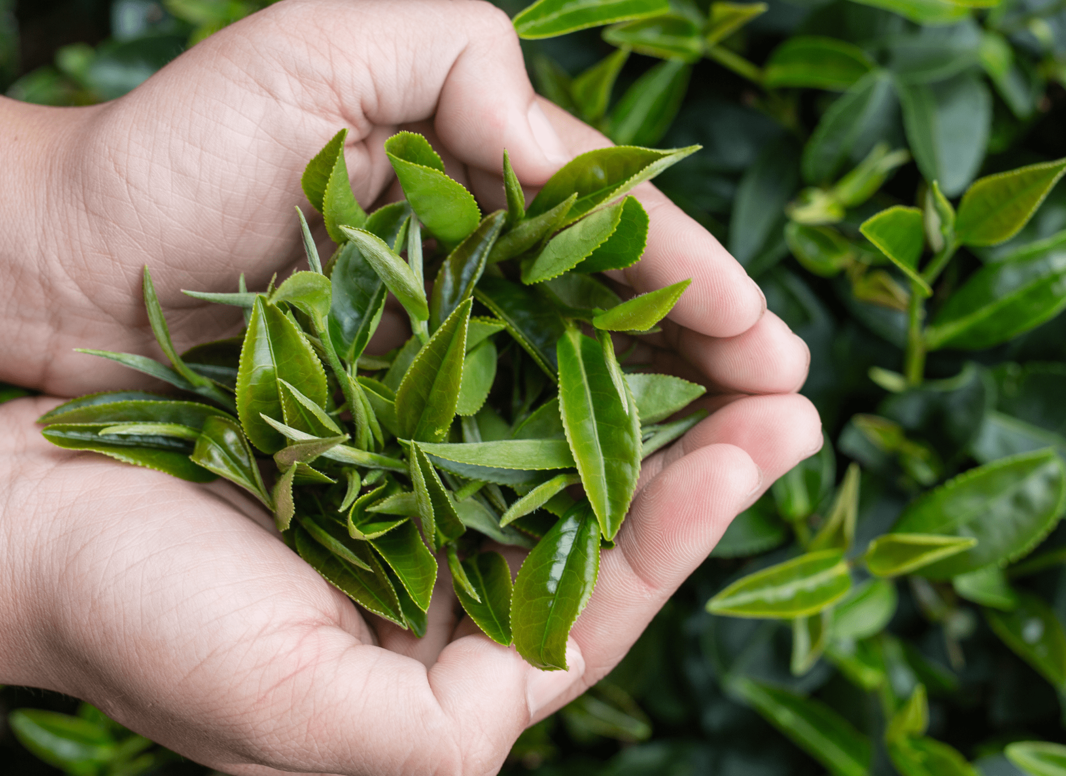 ReviTag Ingredient - Epicatechin